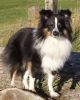 Choco Benji von der Sheltiebande ( Benji ) 18.10.09 -3